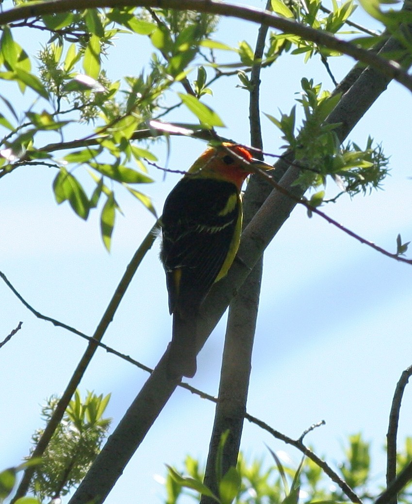 Western Tanager - ML58770441