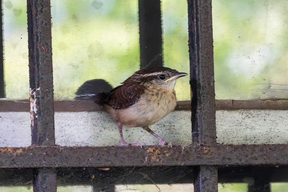 Carolina Wren - ML587704431