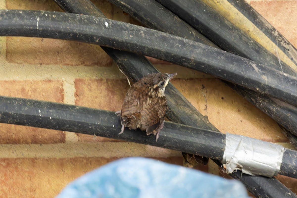 Carolina Wren - Ashley Bradford