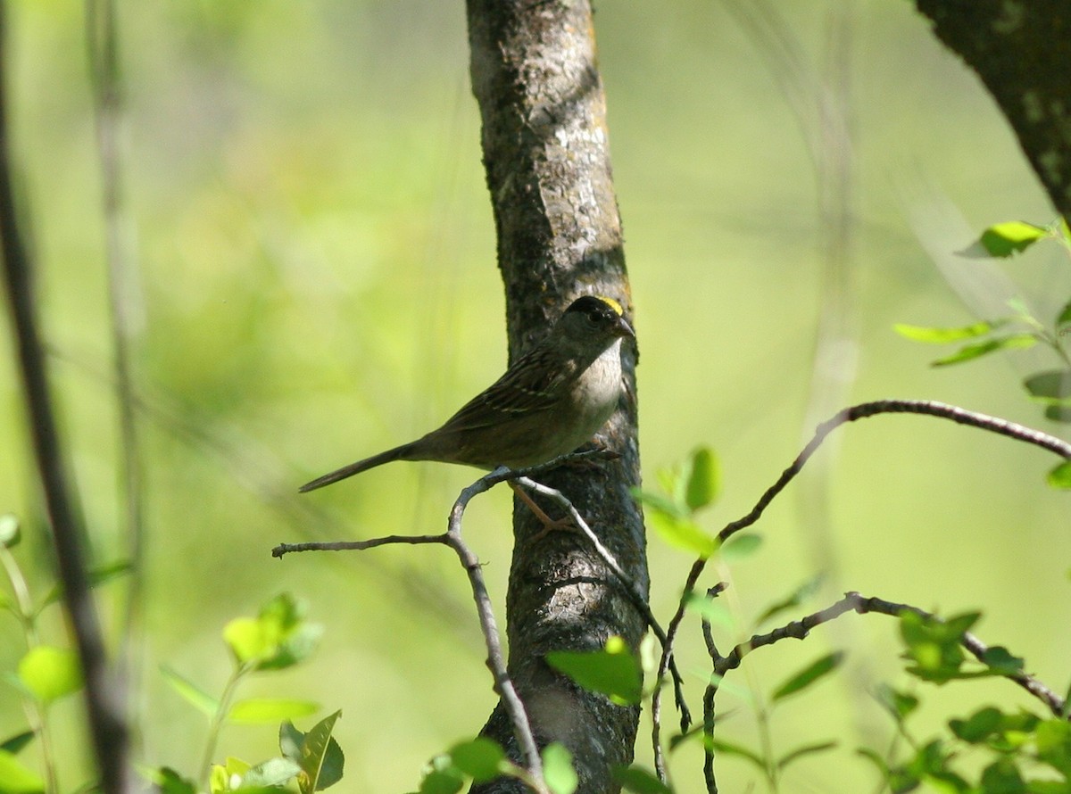 Golden-crowned Sparrow - ML58770461