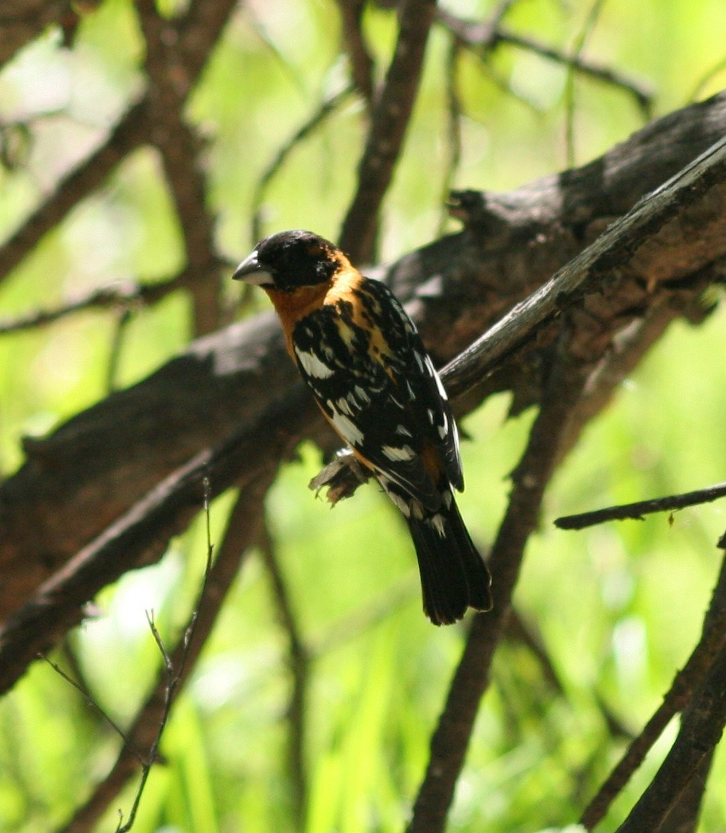 Black-headed Grosbeak - ML58770521