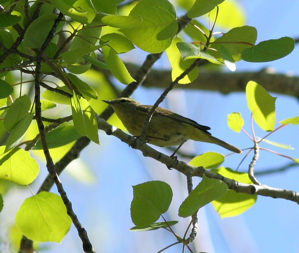 Orange-crowned Warbler - ML58770571