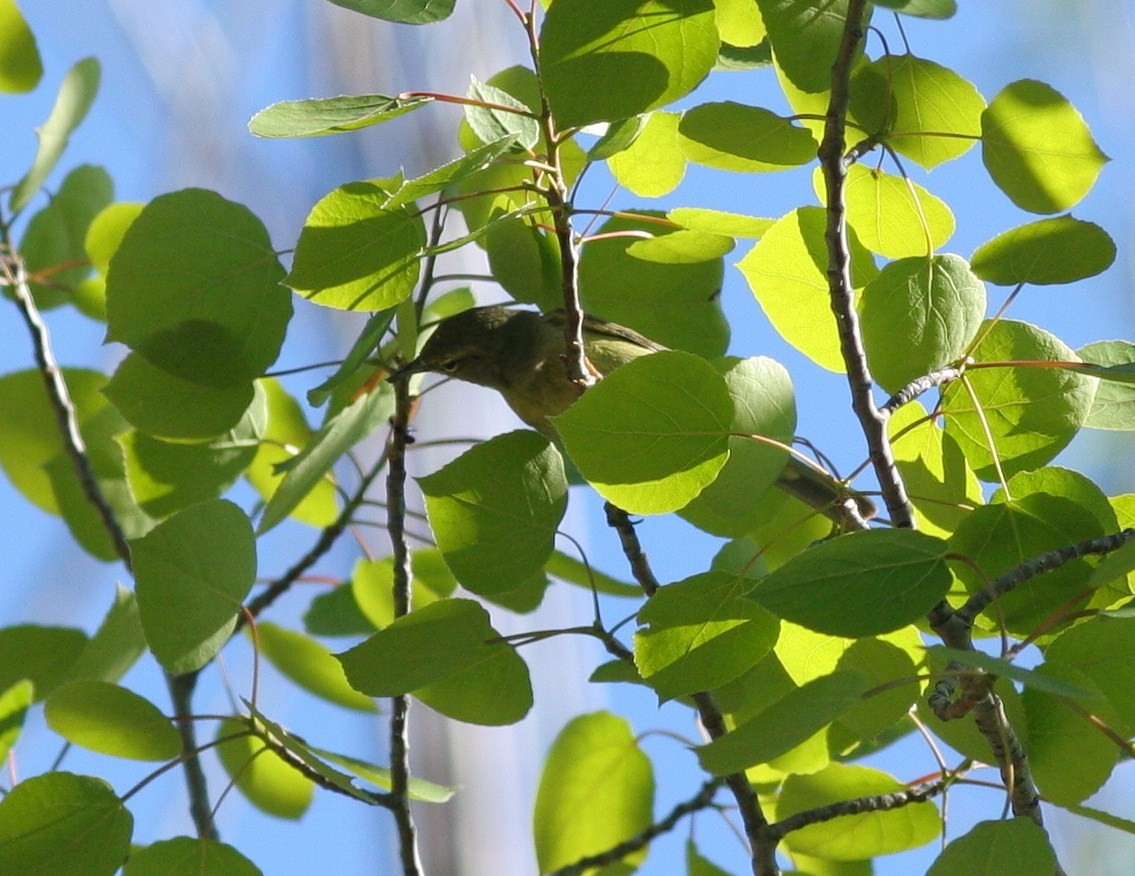 Orange-crowned Warbler - ML58770581