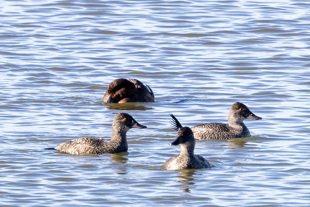 Blue-billed Duck - ML587705841