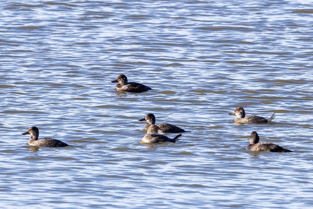 Blue-billed Duck - ML587705851