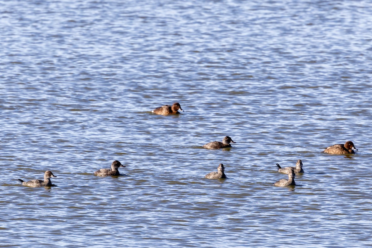 Blue-billed Duck - ML587705861