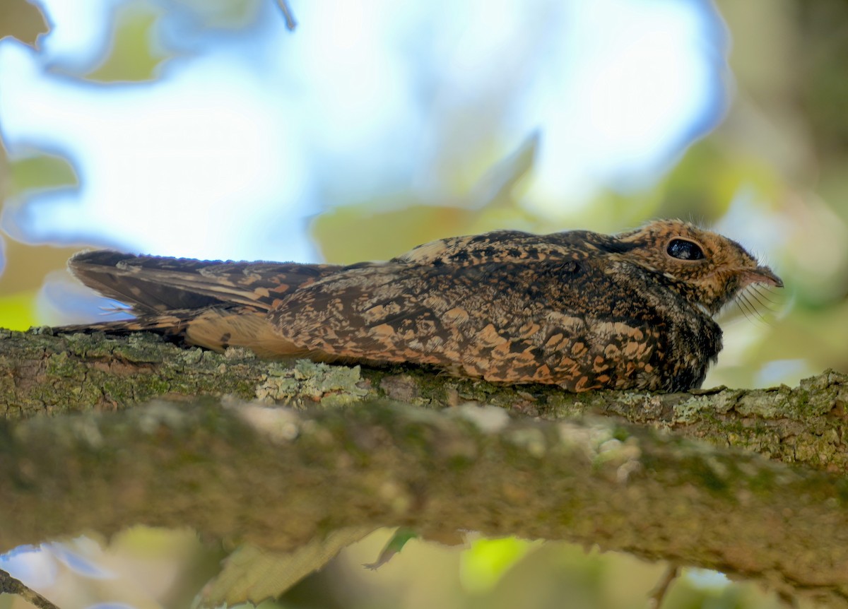 Gray Nightjar - ML587705891