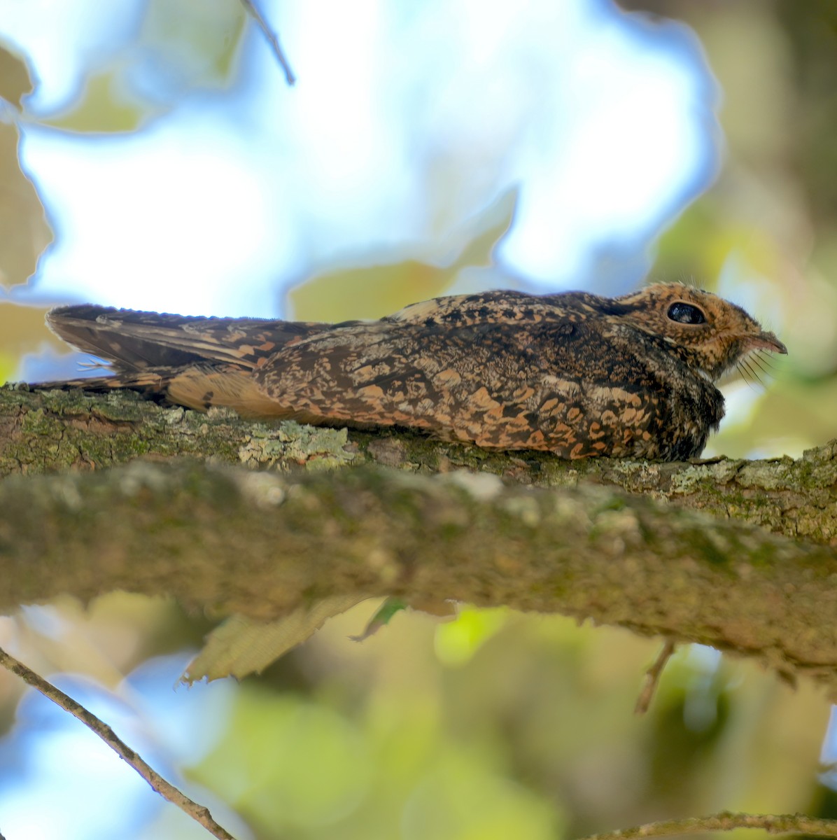 Gray Nightjar - ML587705901