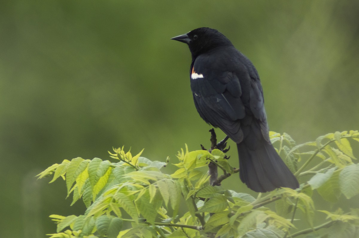 Red-winged Blackbird - Cory Cone