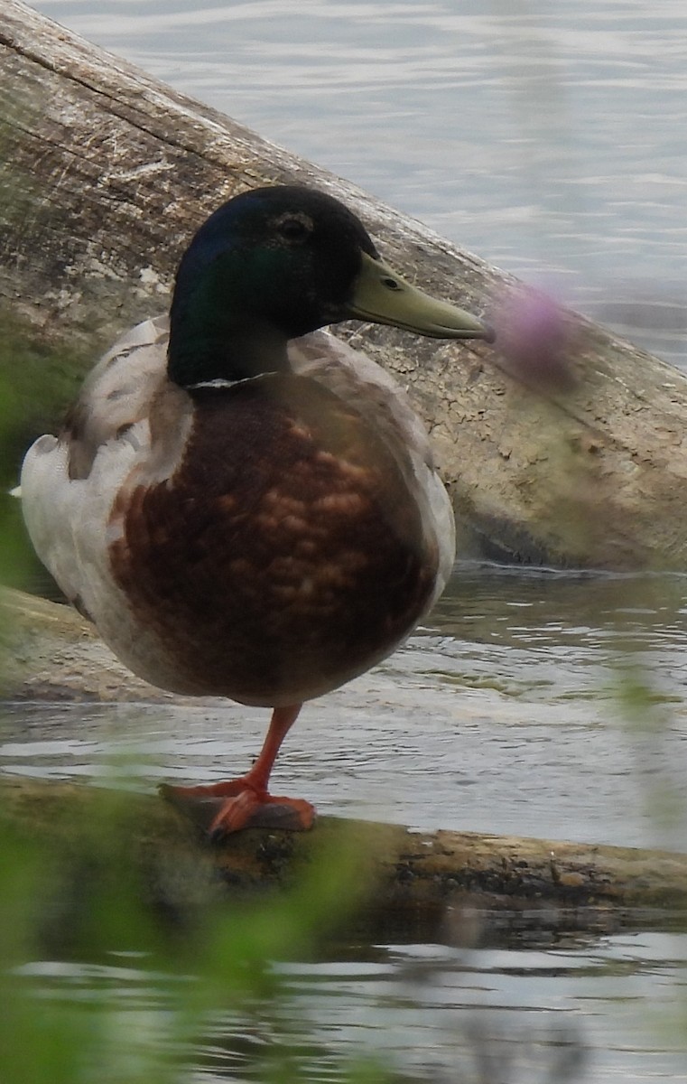 Canard colvert - ML587706811