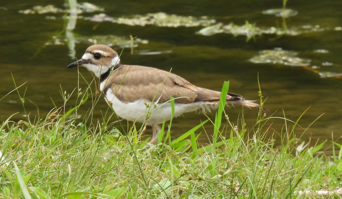 Killdeer - Scott Weaver