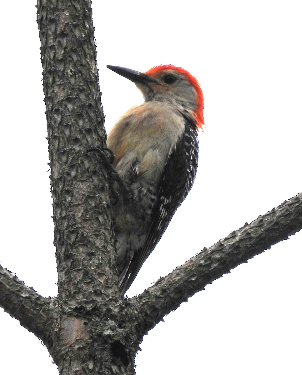 Red-bellied Woodpecker - Scott Weaver