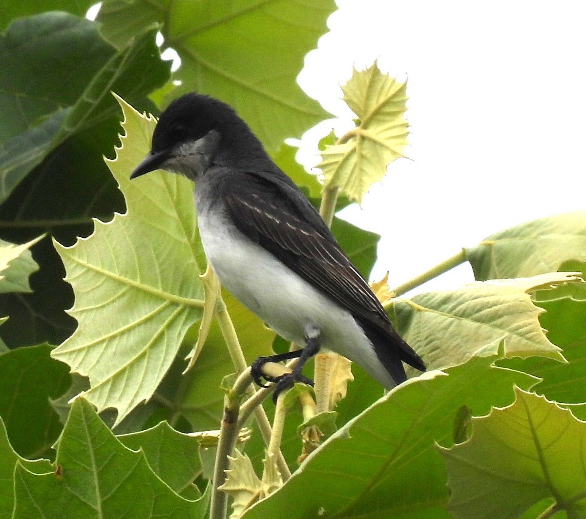 Eastern Kingbird - ML587707111