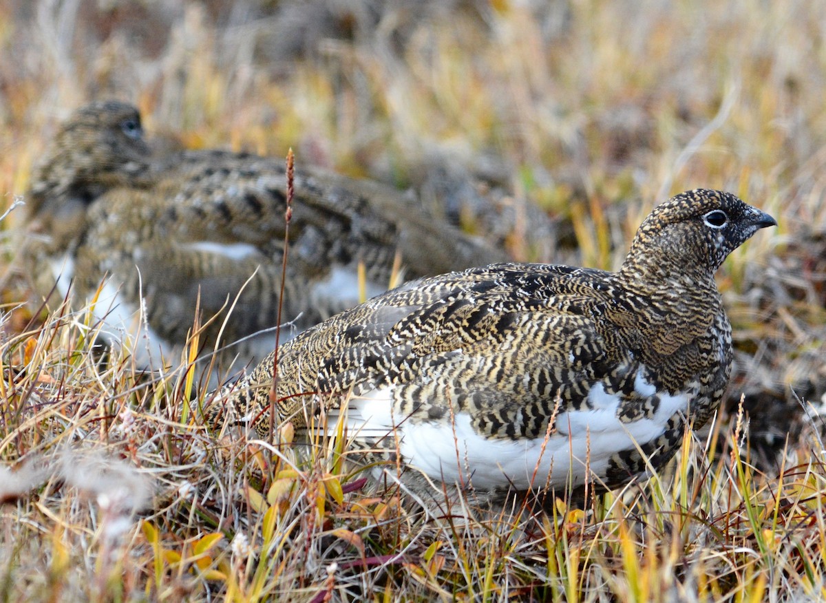 Rock Ptarmigan - ML587707441