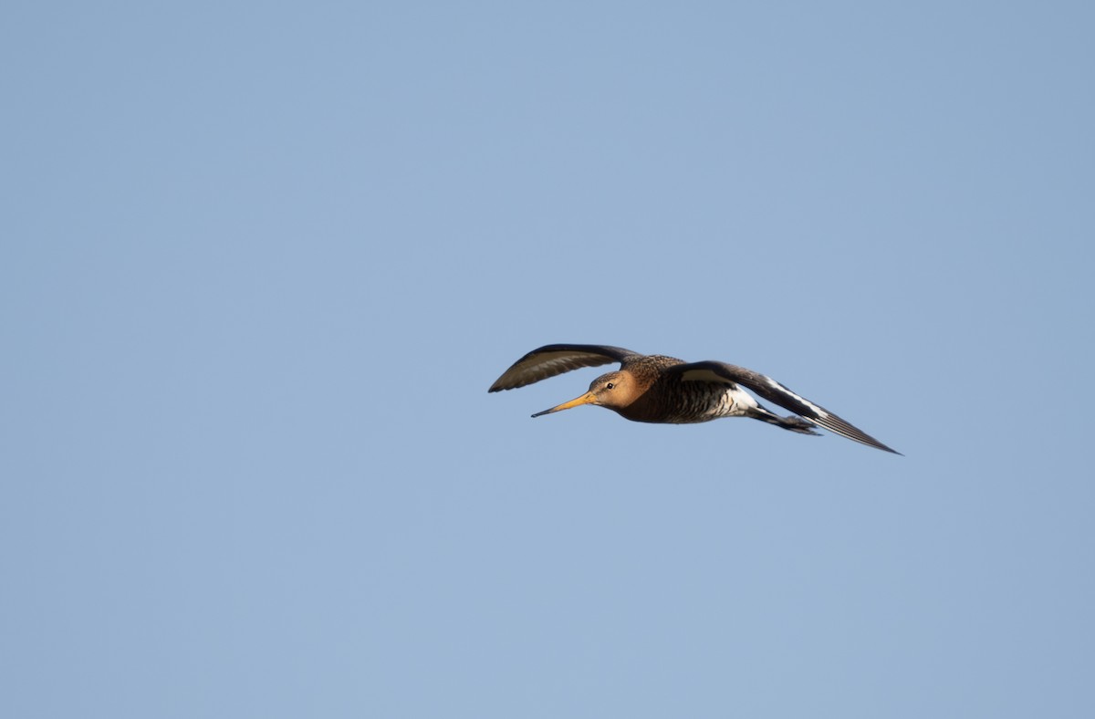 Black-tailed Godwit - ML587709181