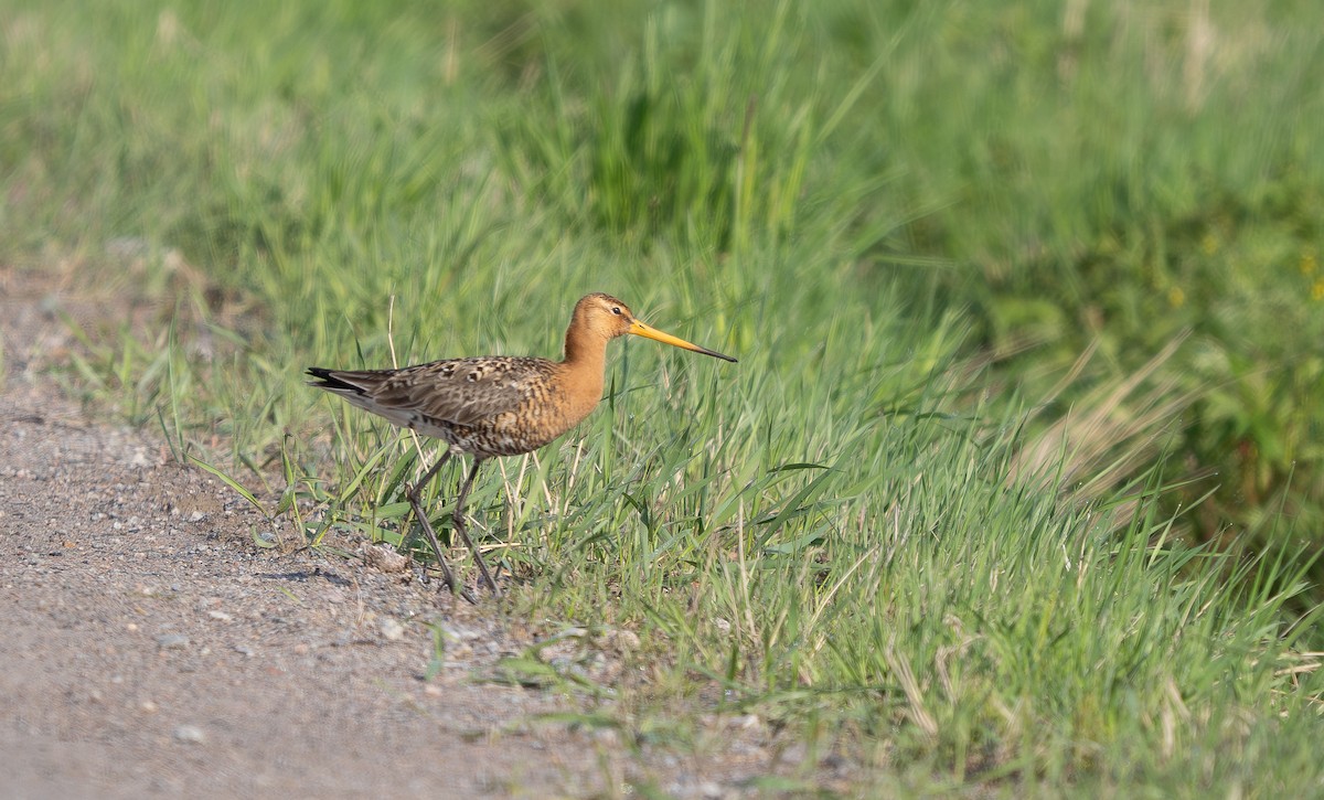 Black-tailed Godwit - ML587709191