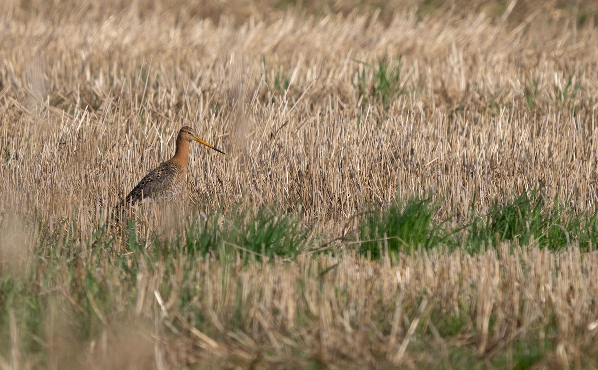 Black-tailed Godwit - ML587709201