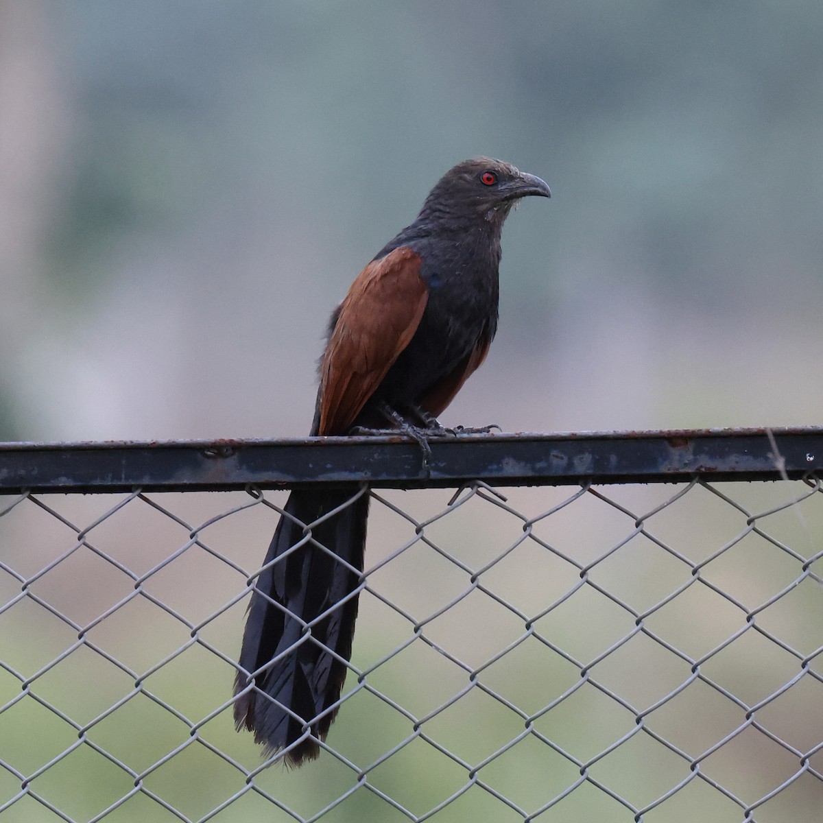 Greater Coucal - ML587710241