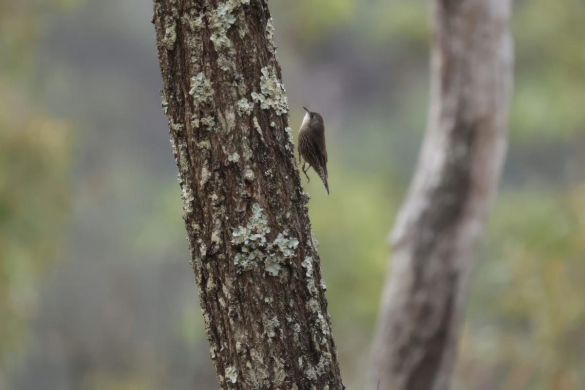 White-throated Treecreeper - ML587710551