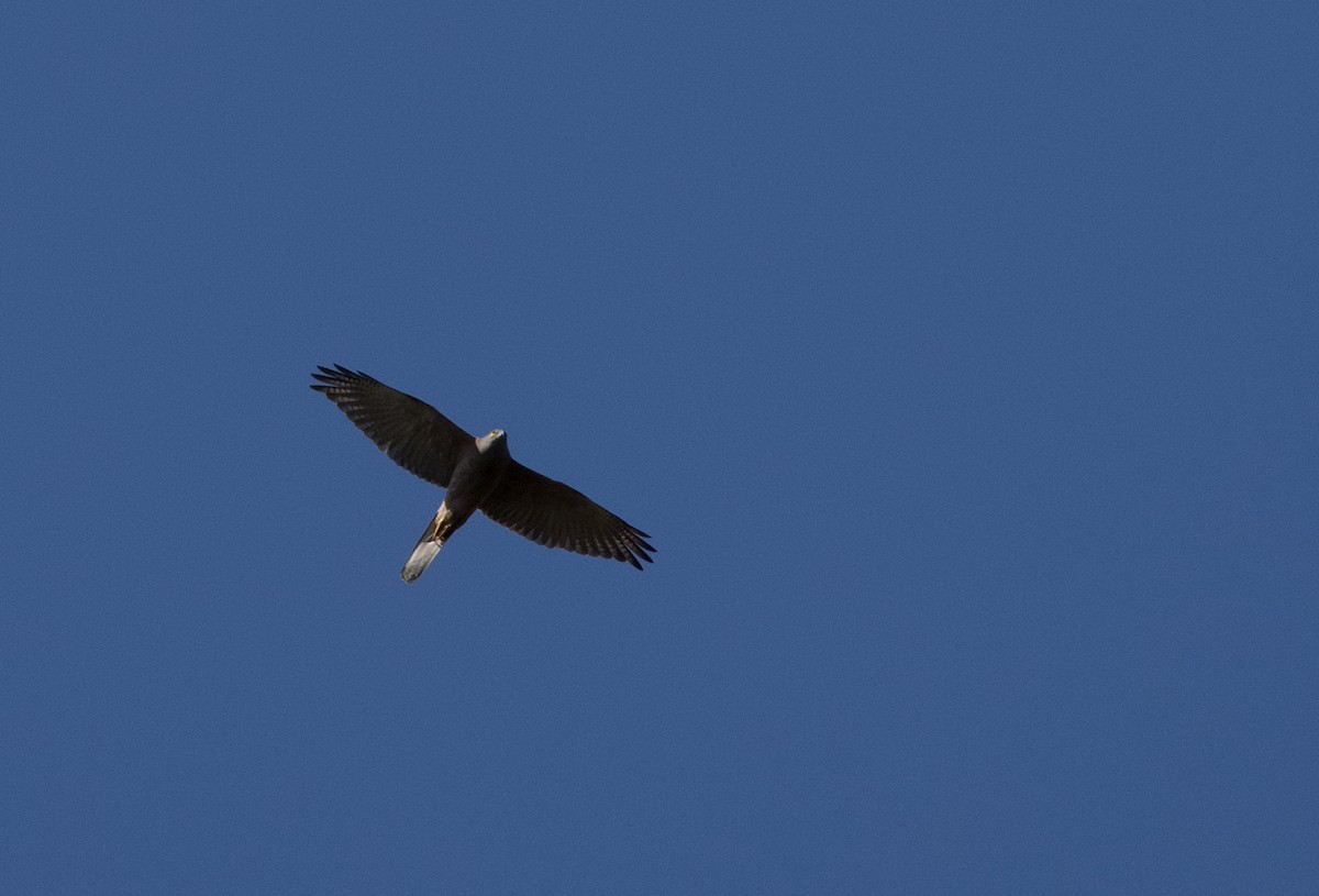 Brown Goshawk - ML587712091