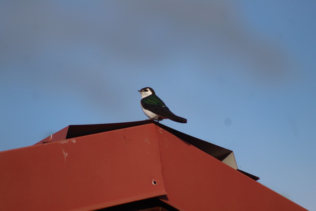 Violet-green Swallow - ML587712131