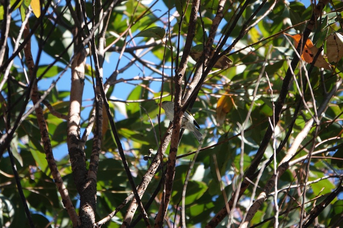 Fuscous Honeyeater - ML587713501