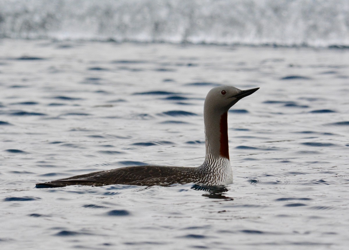 Red-throated Loon - ML587713541