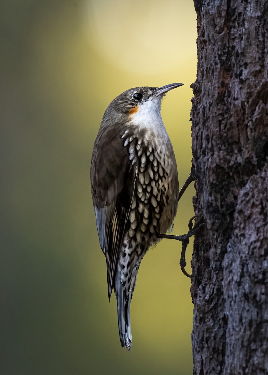 White-throated Treecreeper - ML587714141