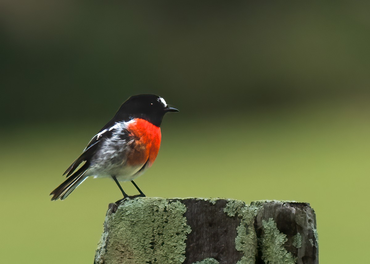 Scarlet Robin - ML587714211