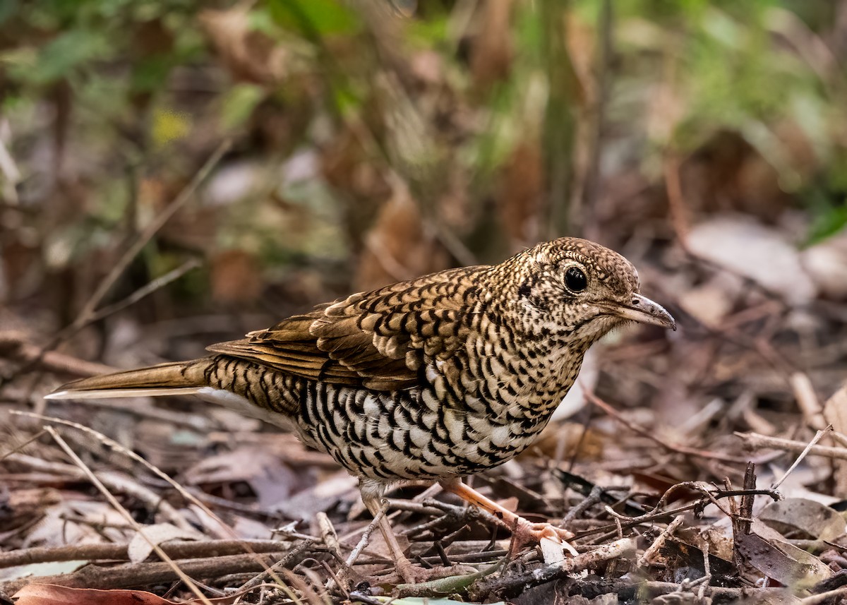 Bassian Thrush - ML587714301