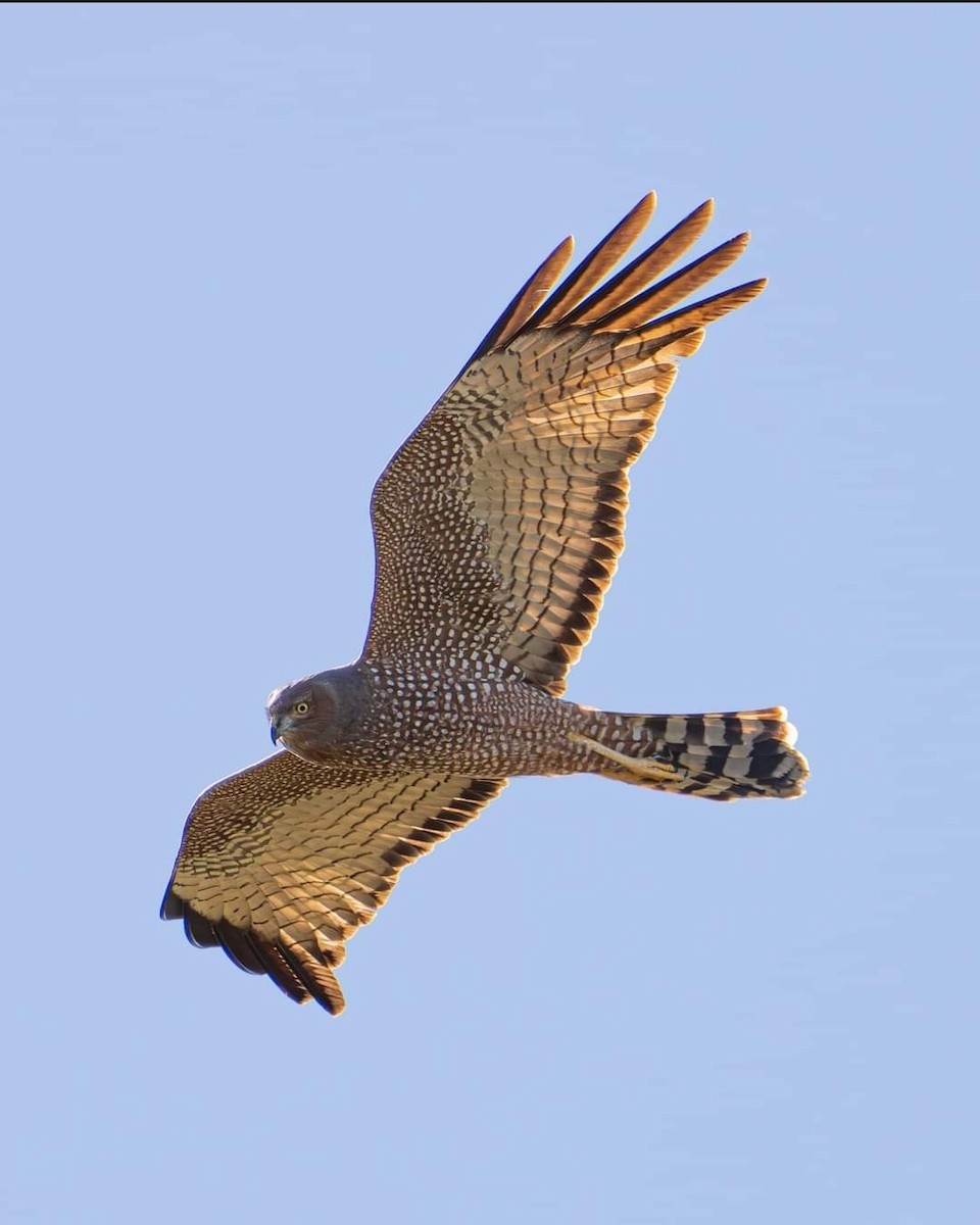 Spotted Harrier - ML587714701