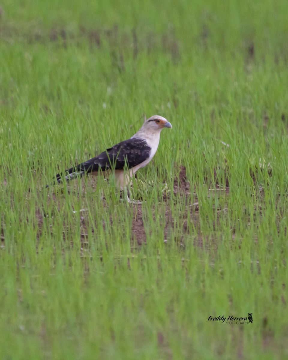 Caracara Chimachima - ML587714911