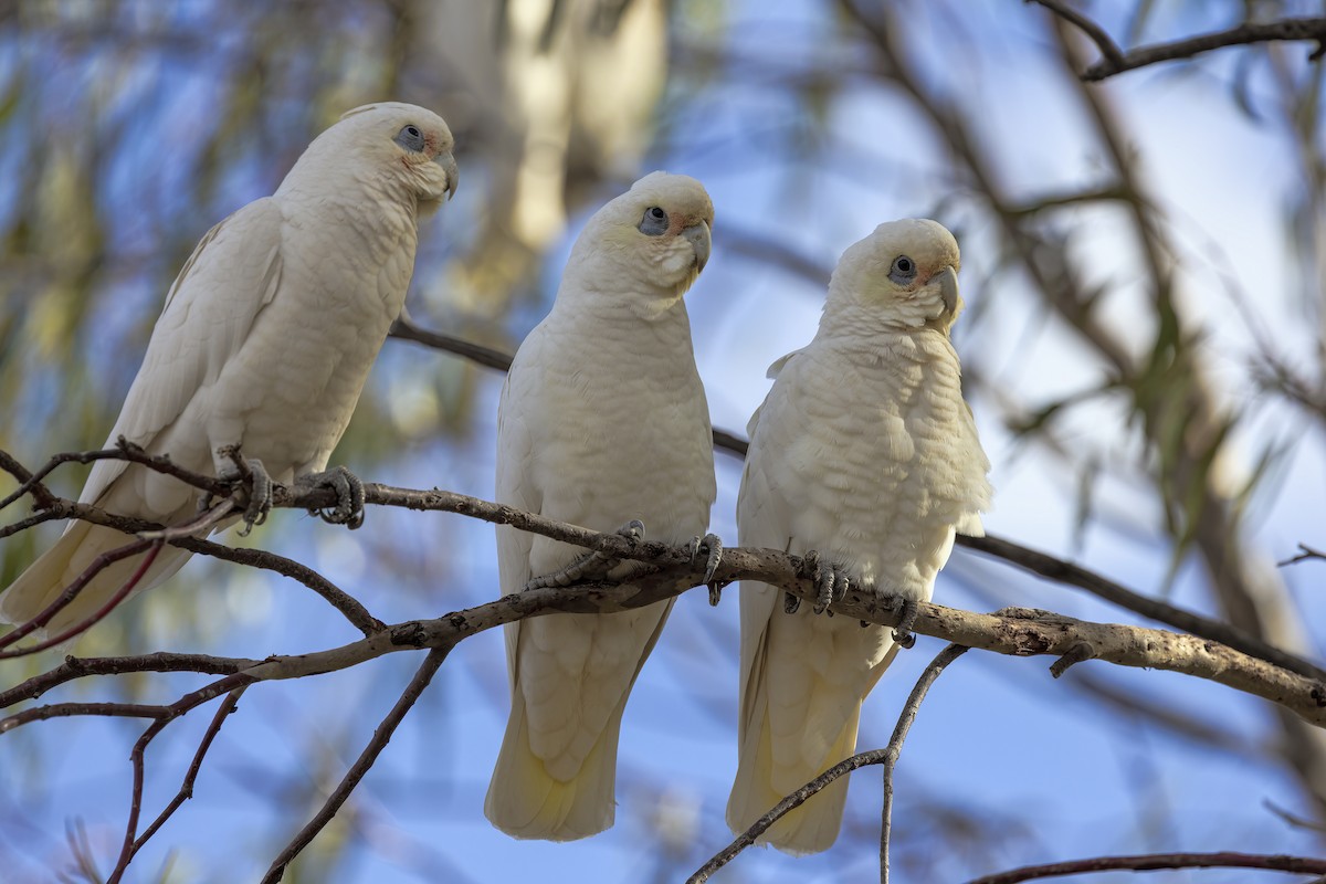 Cacatúa Sanguínea - ML587715431