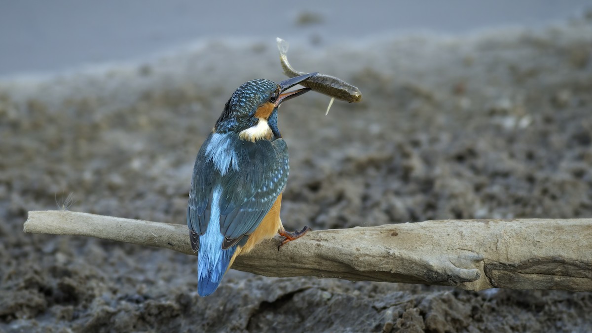 Common Kingfisher (Common) - ML587716651