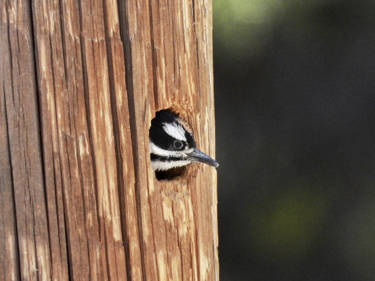 Hairy Woodpecker - ML587717051