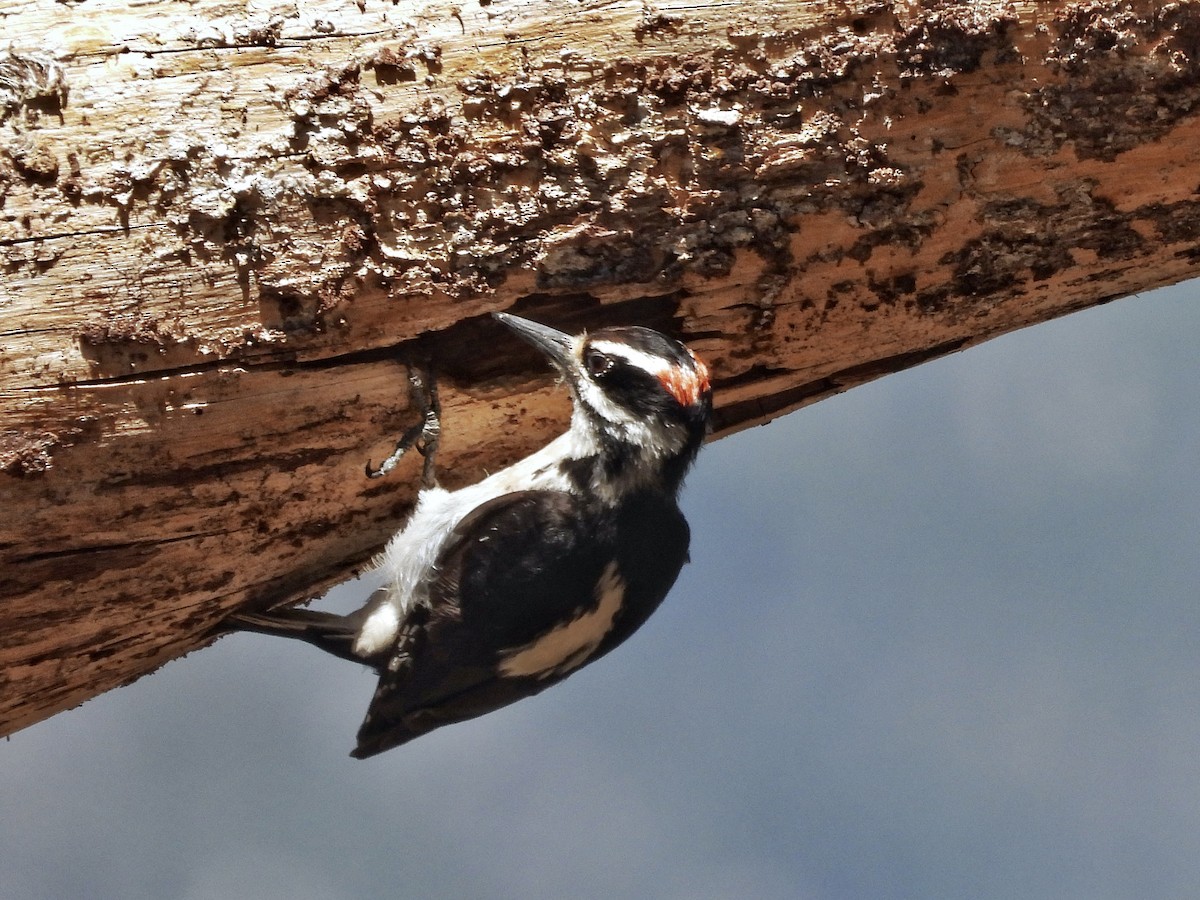 Hairy Woodpecker - Zihan Wei
