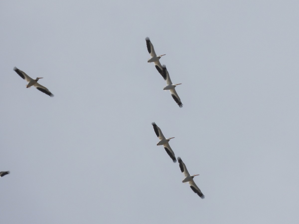American White Pelican - ML587717341