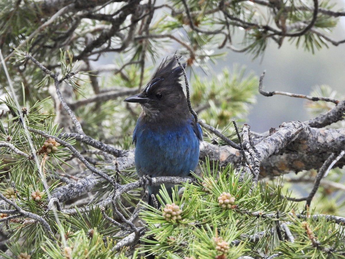 Steller's Jay - ML587717351