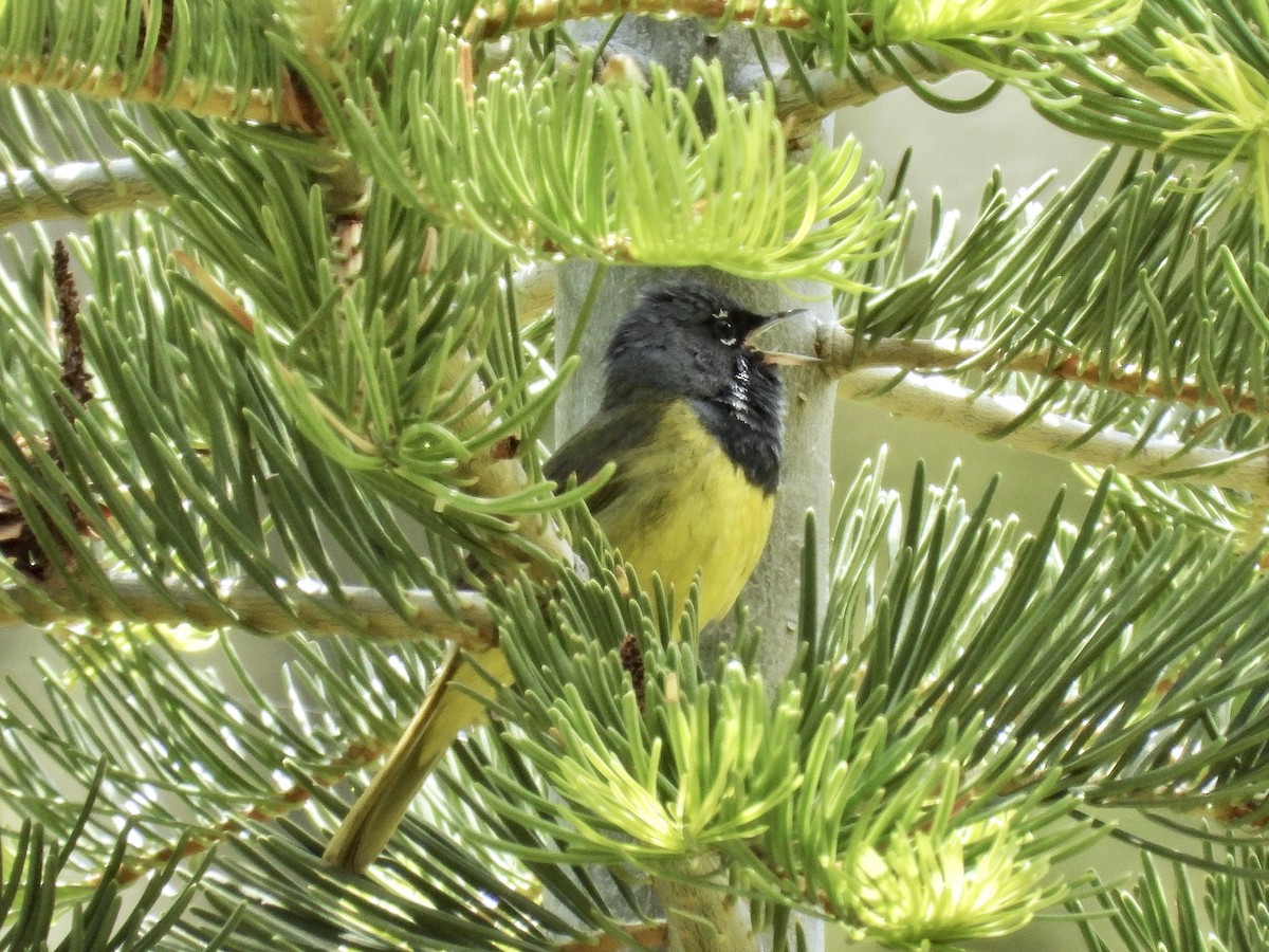 MacGillivray's Warbler - ML587717371