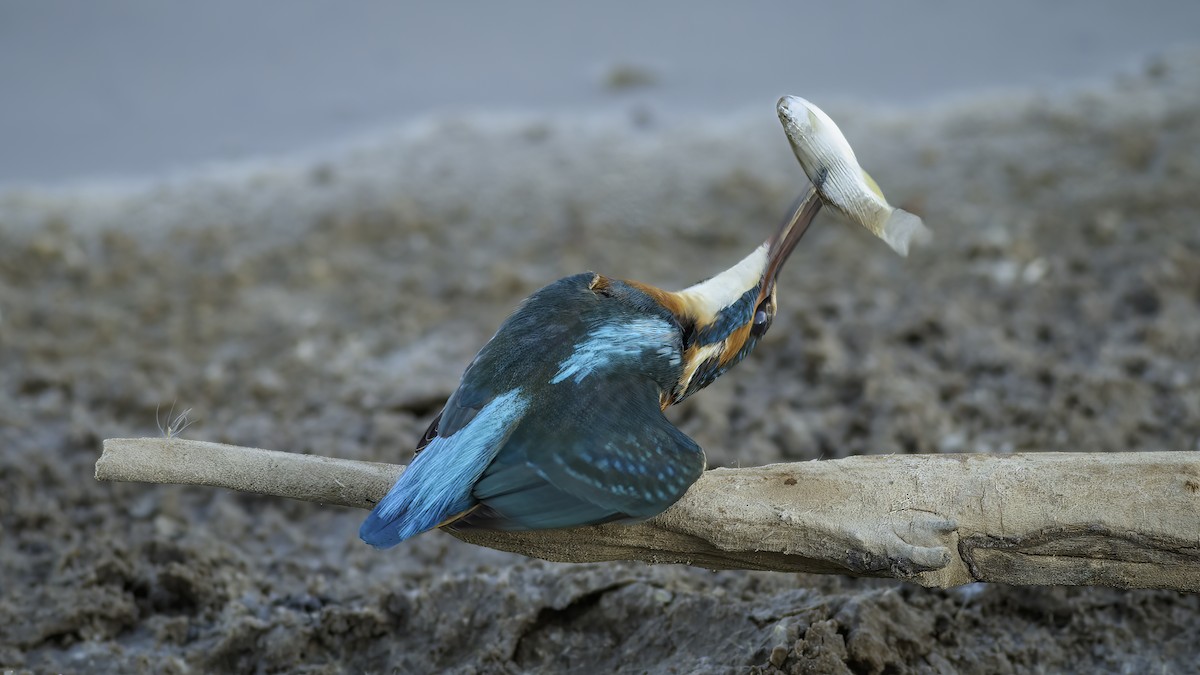 Common Kingfisher (Common) - ML587717921