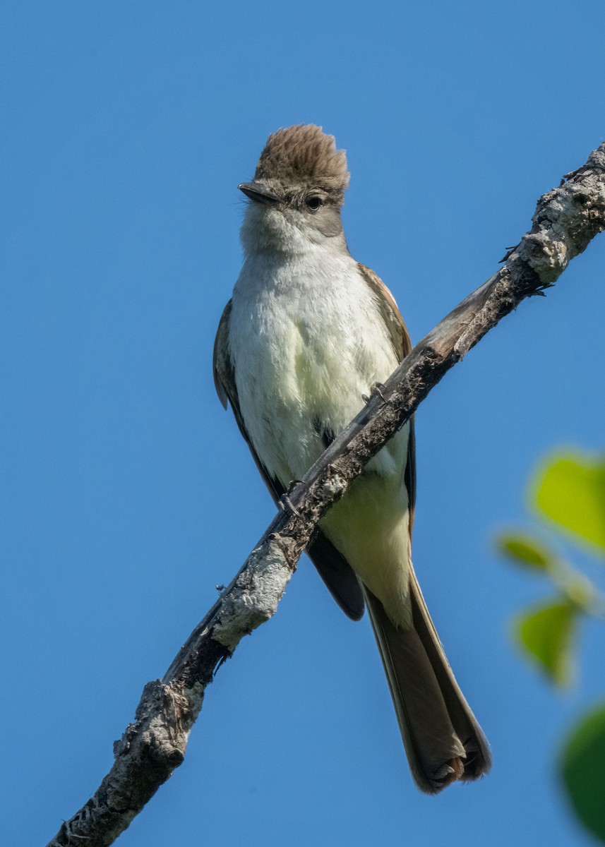 Ash-throated Flycatcher - ML587718421