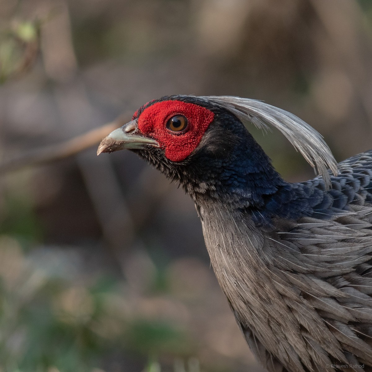 Kalij Sülünü - ML587718501