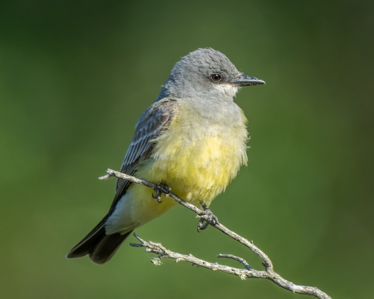 Cassin's Kingbird - ML587718591