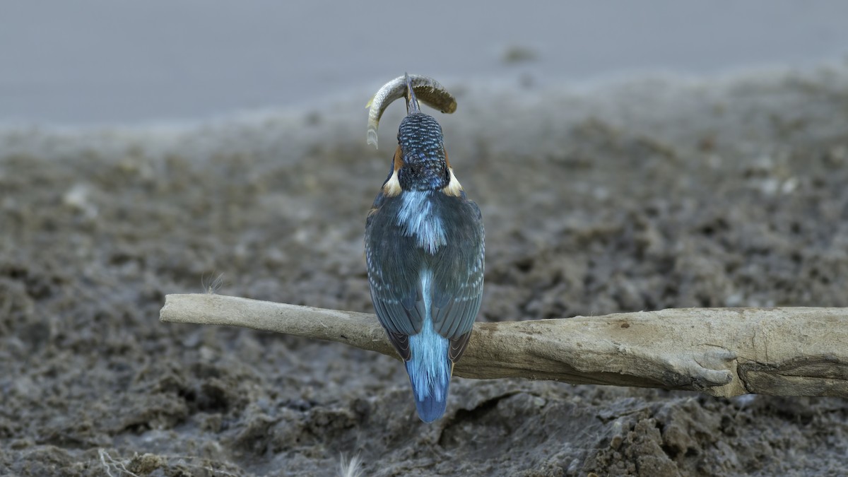 Common Kingfisher (Common) - ML587718801