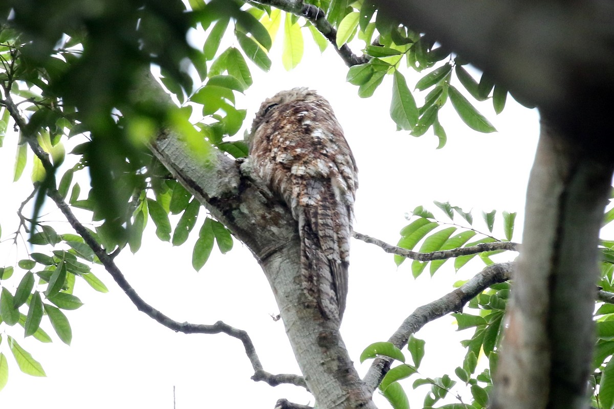 Great Potoo - ML587719411