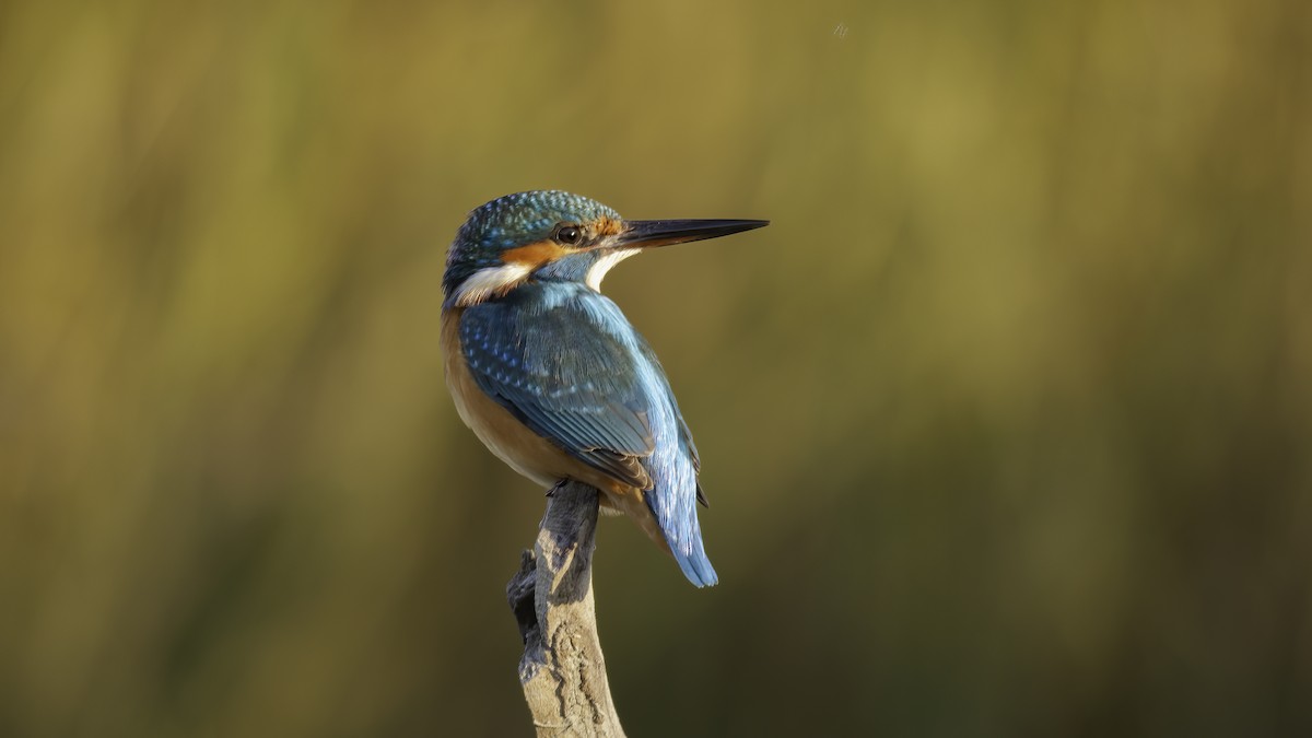 Common Kingfisher (Common) - ML587719761