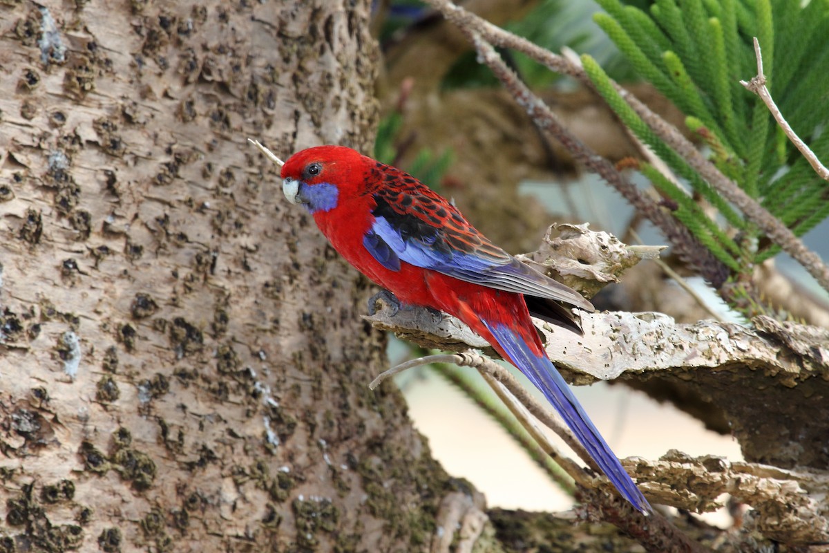 Crimson Rosella - Jon Spicer-Bell