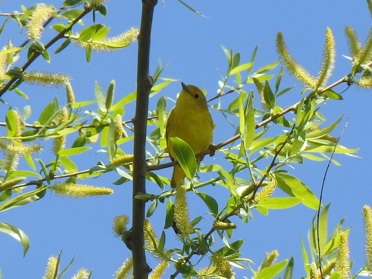 Yellow Warbler - ML58772321