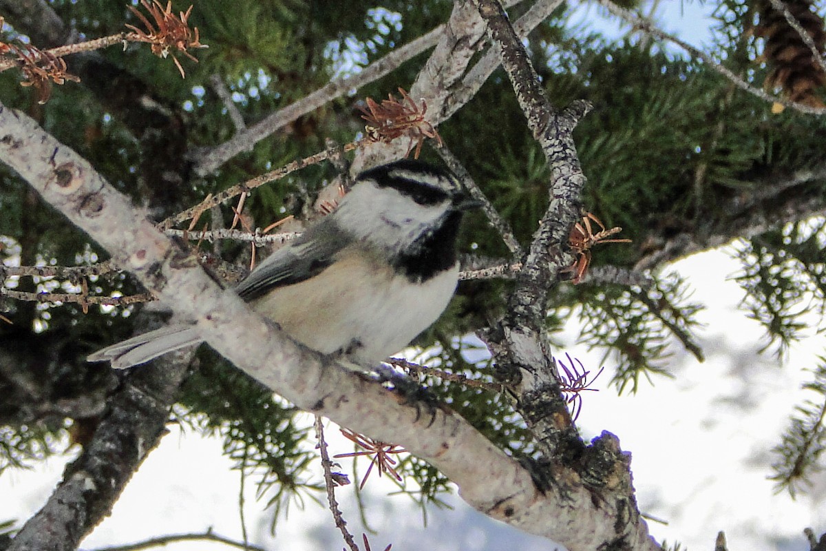 Mountain Chickadee - Michal Bagala