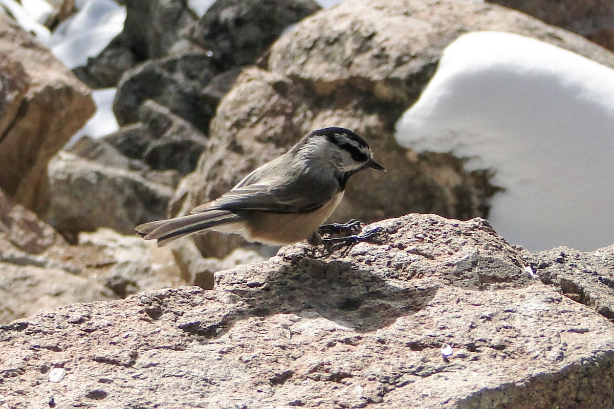 Mountain Chickadee - ML587724231